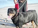 LE ENCANTA LA PLAYA,, TIENE EL PELO BIEN CORTITO Y PESA MAS DE 50 KILOS, Y NO LE GUSTA EL AGUA 